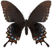 schmetterling0350102.jpg