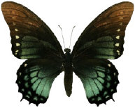 schmetterling0350103.jpg