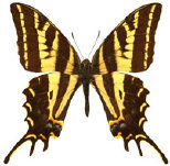 schmetterling0350104.jpg
