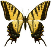 schmetterling0350105.jpg