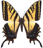 schmetterling0350106.jpg