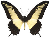 schmetterling0350107.jpg