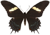 schmetterling0350108.jpg