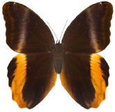 schmetterling0350109.jpg