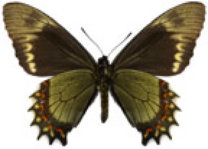 schmetterling0350110.jpg
