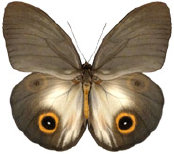 schmetterling0350111.jpg