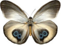 schmetterling0350112.jpg
