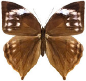 schmetterling0350113.jpg