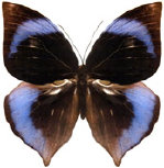 schmetterling0350114.jpg