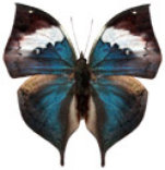 schmetterling0350115.jpg