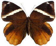 schmetterling0350117.jpg
