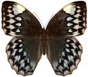 schmetterling0350118.jpg