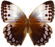 schmetterling0350119.jpg