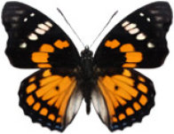 schmetterling0350120.jpg