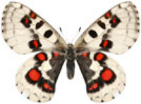 schmetterling0350121.jpg