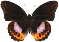 schmetterling0350122.jpg