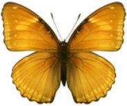schmetterling0350123.jpg