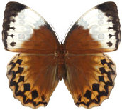 schmetterling0350124.jpg