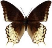 schmetterling0350125.jpg