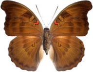 schmetterling0350126.jpg