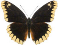 schmetterling0350127.jpg
