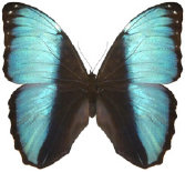 schmetterling0350128.jpg