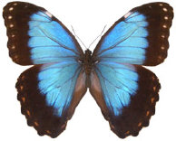 schmetterling0350129.jpg