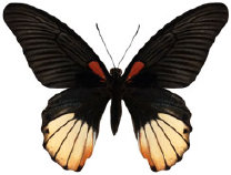 schmetterling035061.jpg