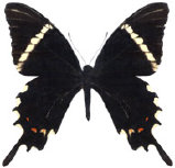 schmetterling035062.jpg