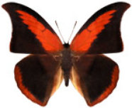 schmetterling035063.jpg