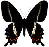 schmetterling035064.jpg