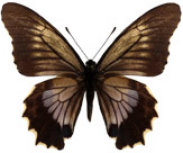 schmetterling035065.jpg