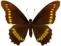 schmetterling035066.jpg