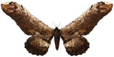 schmetterling035067.jpg