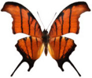 schmetterling035068.jpg