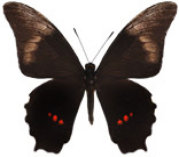 schmetterling035069.jpg