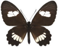 schmetterling035070.jpg