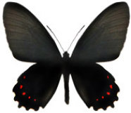 schmetterling035071.jpg