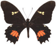 schmetterling035072.jpg