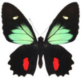 schmetterling035073.jpg