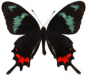 schmetterling035074.jpg