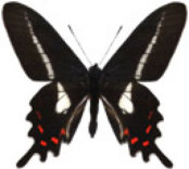schmetterling035075.jpg