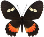 schmetterling035076.jpg