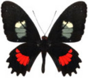 schmetterling035077.jpg