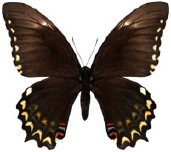 schmetterling035078.jpg