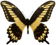 schmetterling035079.jpg