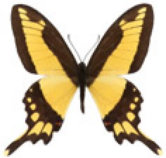 schmetterling035080.jpg
