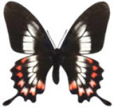 schmetterling035081.jpg