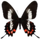 schmetterling035082.jpg