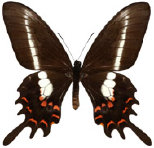 schmetterling035083.jpg